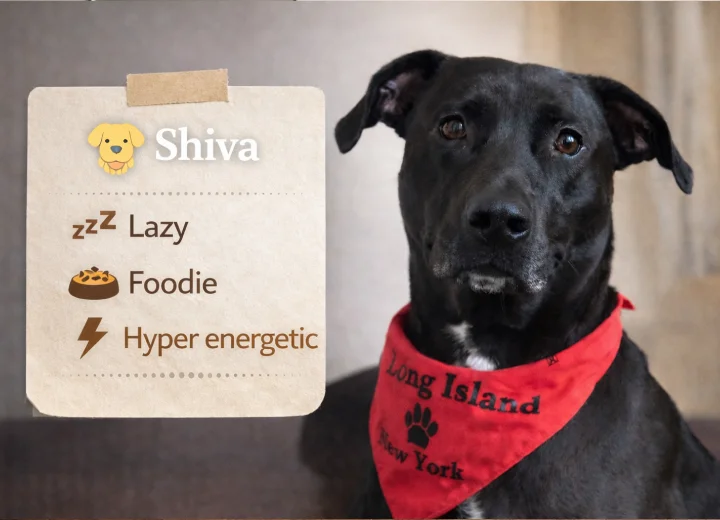 Shiva - Happy pet with quality products